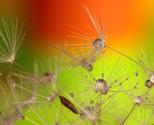 dandelion 319939 960 720